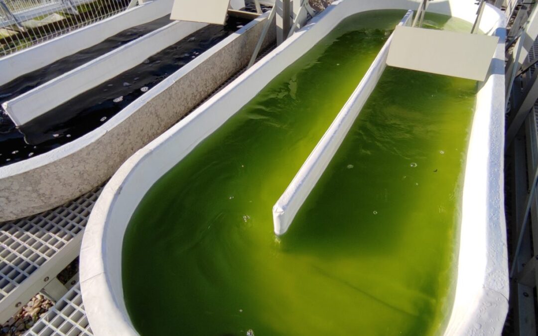 Bio-Based Derived Products from Microalgae Biomass for Agriculture