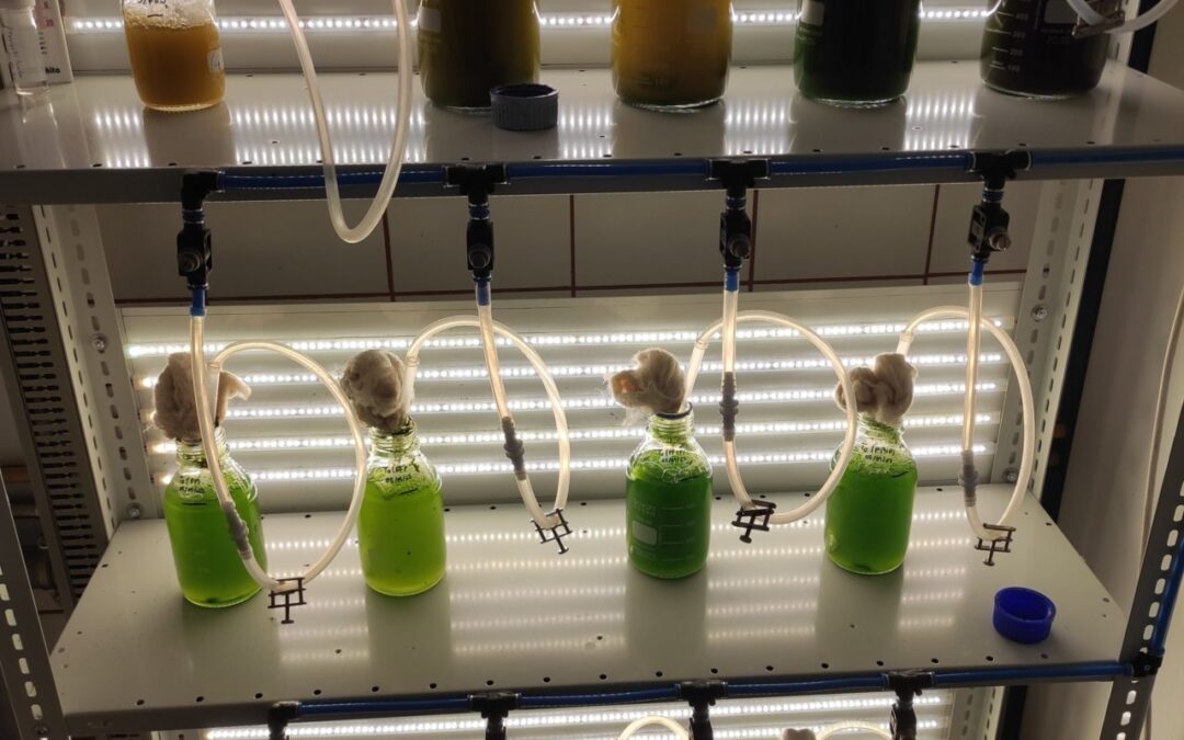Carbon Capture from Industrial Gases through Microalgae Photosynthesis